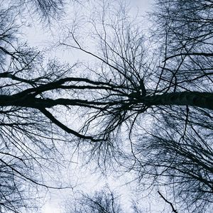 Preview wallpaper trees, branches, sky, silhouettes, nature