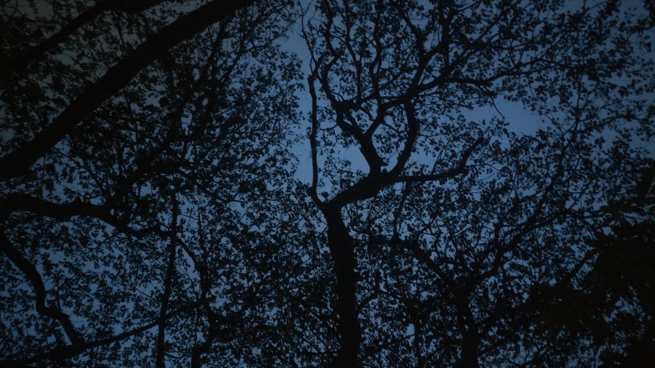Wallpaper trees, branches, sky, dusk, dark