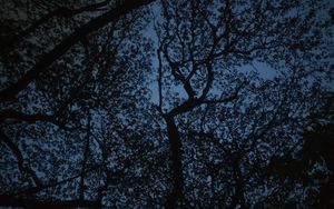 Preview wallpaper trees, branches, sky, dusk, dark