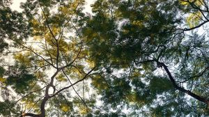 Preview wallpaper trees, branches, sky, plant, green
