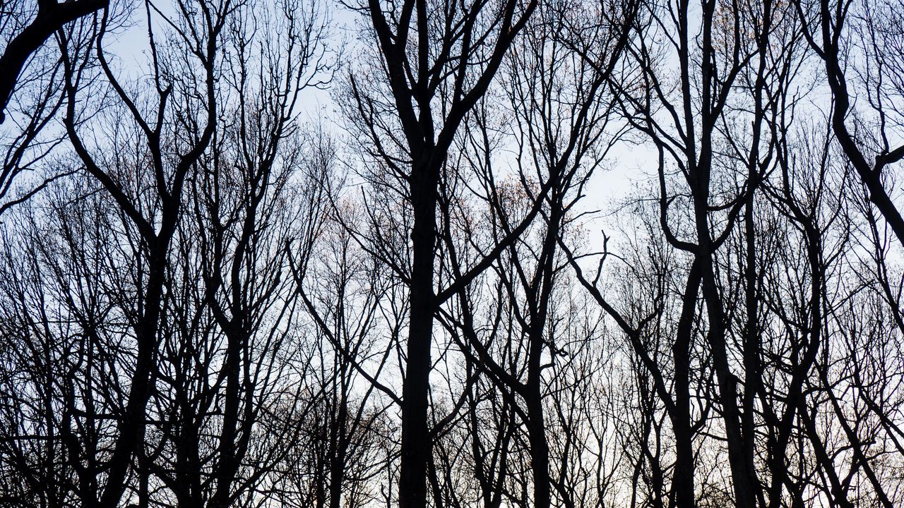 Wallpaper trees, branches, sky, dusk, nature