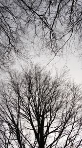 Preview wallpaper trees, branches, sky, bw