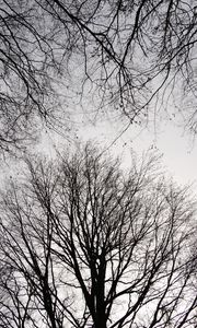 Preview wallpaper trees, branches, sky, bw