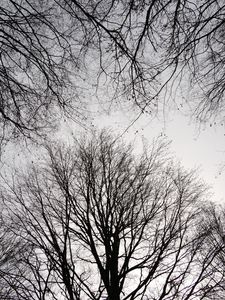 Preview wallpaper trees, branches, sky, bw