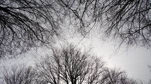 Preview wallpaper trees, branches, sky, bw