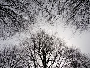 Preview wallpaper trees, branches, sky, bw