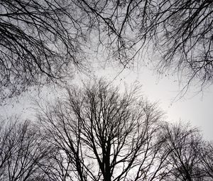 Preview wallpaper trees, branches, sky, bw
