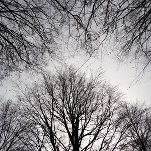 Preview wallpaper trees, branches, sky, bw