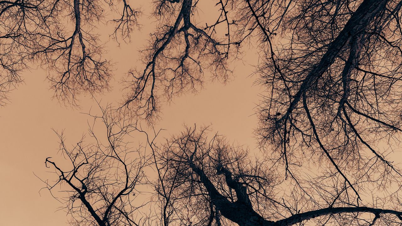 Wallpaper trees, branches, sky, dusk