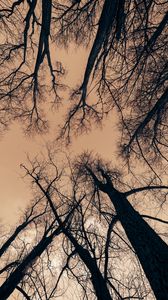Preview wallpaper trees, branches, sky, dusk