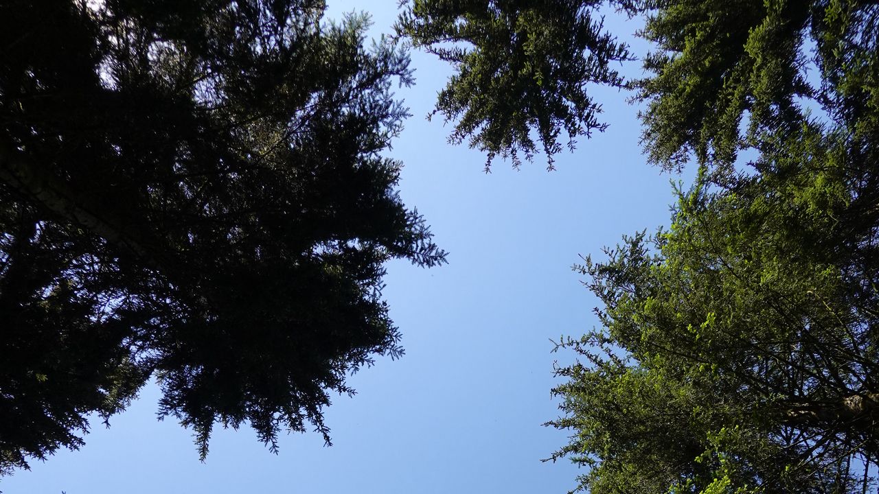 Wallpaper trees, branches, sky, bottom view