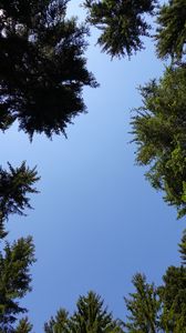 Preview wallpaper trees, branches, sky, bottom view