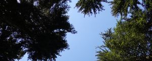 Preview wallpaper trees, branches, sky, bottom view