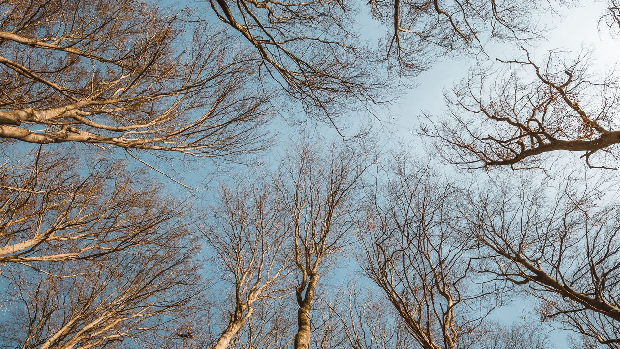 Wallpaper trees, branches, sky, bottom view, nature