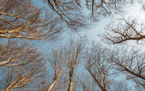 Preview wallpaper trees, branches, sky, bottom view, nature