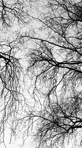 Preview wallpaper trees, branches, sky, black and white