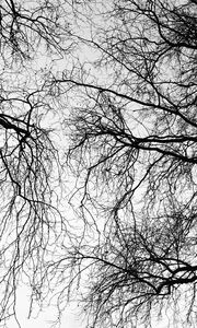 Preview wallpaper trees, branches, sky, black and white