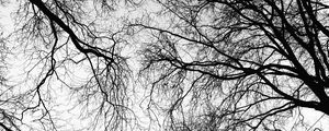 Preview wallpaper trees, branches, sky, black and white