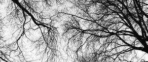 Preview wallpaper trees, branches, sky, black and white