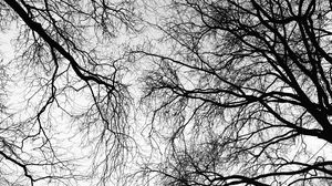 Preview wallpaper trees, branches, sky, black and white