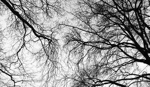 Preview wallpaper trees, branches, sky, black and white