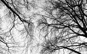 Preview wallpaper trees, branches, sky, black and white