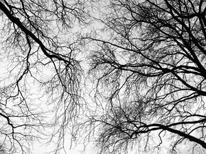 Preview wallpaper trees, branches, sky, black and white