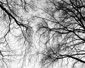 Preview wallpaper trees, branches, sky, black and white