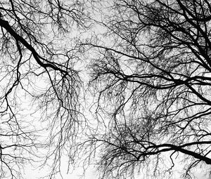 Preview wallpaper trees, branches, sky, black and white