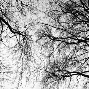 Preview wallpaper trees, branches, sky, black and white