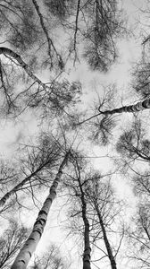 Preview wallpaper trees, branches, sky, bottom view, black and white