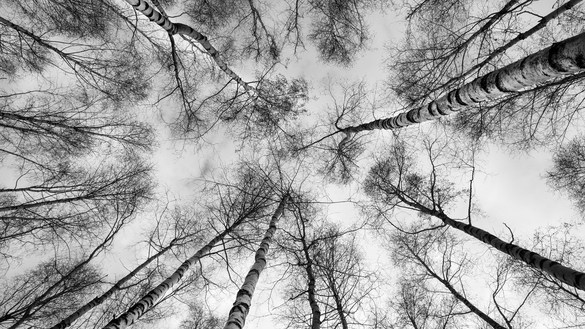 Download wallpaper 1920x1080 trees, branches, sky, bottom view, black