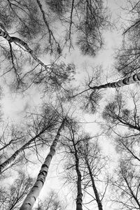 Preview wallpaper trees, branches, sky, bottom view, black and white