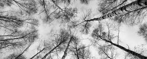 Preview wallpaper trees, branches, sky, bottom view, black and white