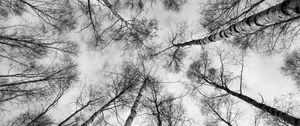 Preview wallpaper trees, branches, sky, bottom view, black and white