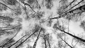 Preview wallpaper trees, branches, sky, bottom view, black and white