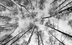 Preview wallpaper trees, branches, sky, bottom view, black and white