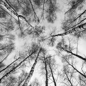 Preview wallpaper trees, branches, sky, bottom view, black and white