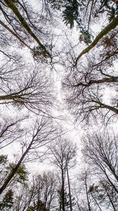 Preview wallpaper trees, branches, sky, bottom view, nature, autumn