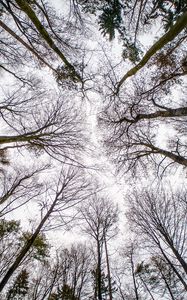 Preview wallpaper trees, branches, sky, bottom view, nature, autumn