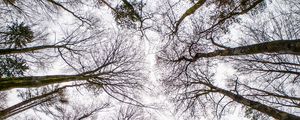 Preview wallpaper trees, branches, sky, bottom view, nature, autumn