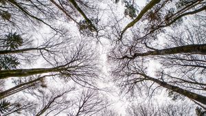 Preview wallpaper trees, branches, sky, bottom view, nature, autumn