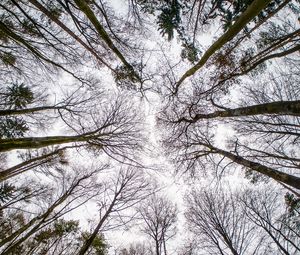 Preview wallpaper trees, branches, sky, bottom view, nature, autumn