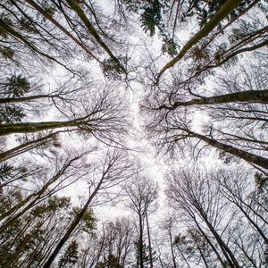 Preview wallpaper trees, branches, sky, bottom view, nature, autumn