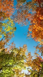 Preview wallpaper trees, branches, sky, autumn, bottom view