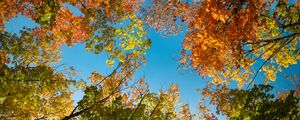 Preview wallpaper trees, branches, sky, autumn, bottom view