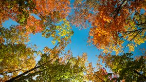 Preview wallpaper trees, branches, sky, autumn, bottom view