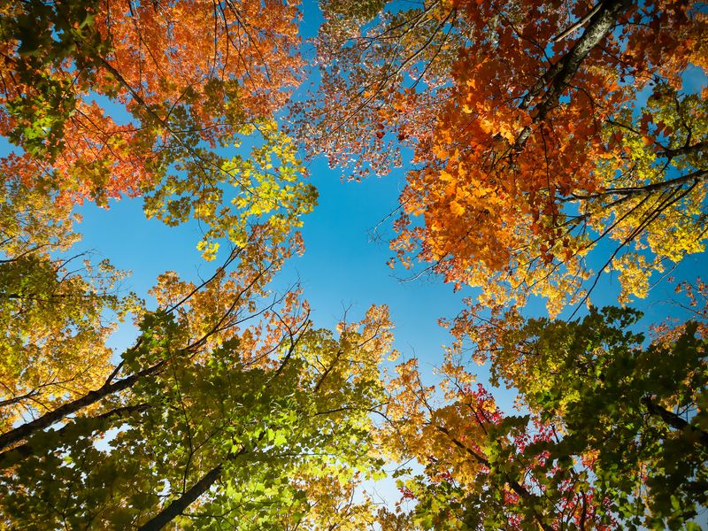 Download wallpaper 800x600 trees, branches, sky, autumn, bottom view ...