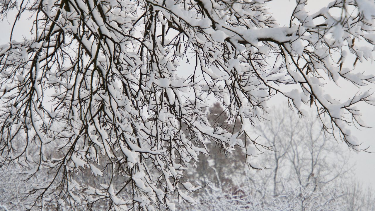 Wallpaper trees, branches, snow, winter, white