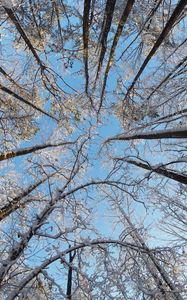 Preview wallpaper trees, branches, snow, winter, bottom view